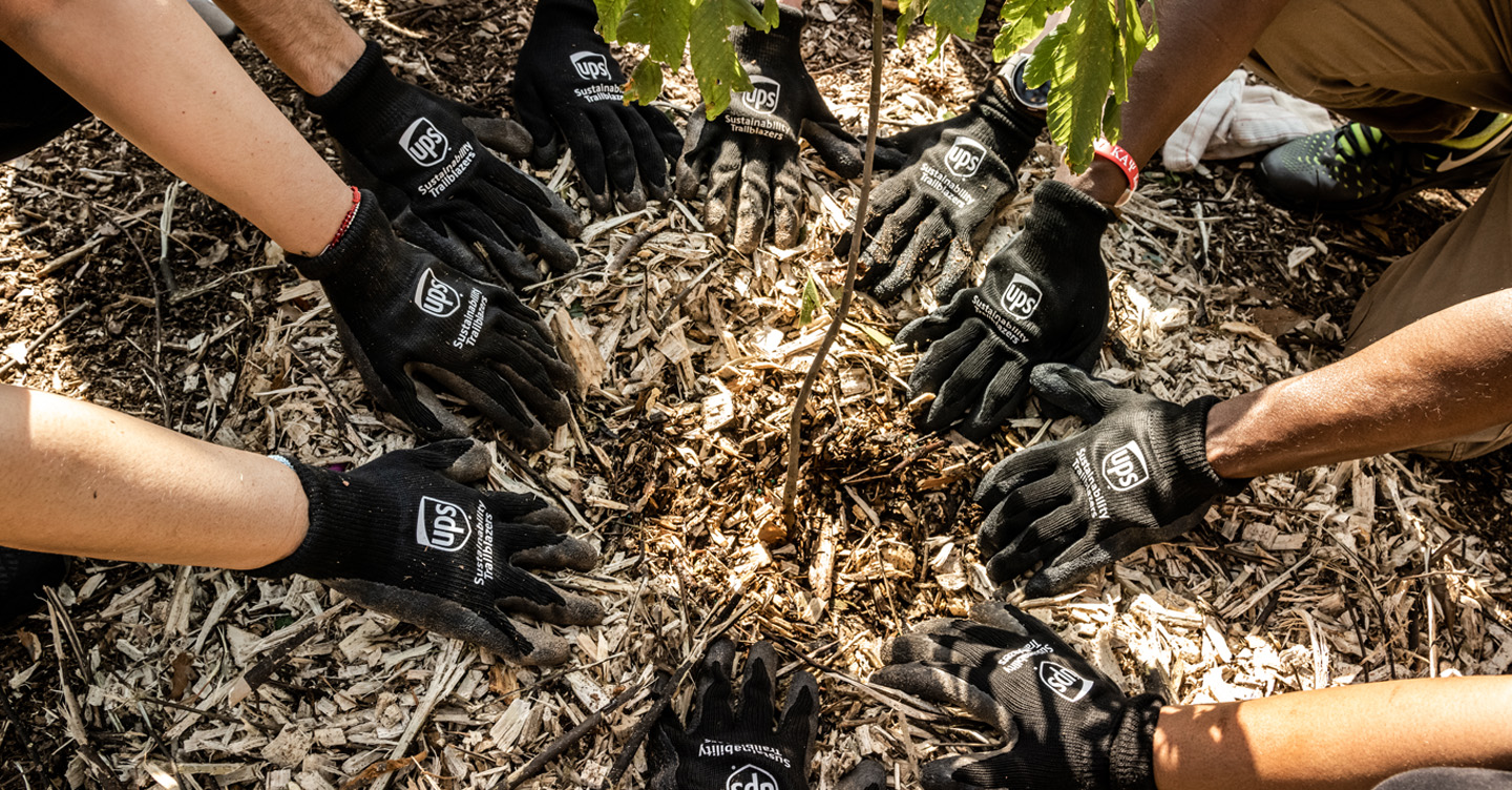 Group planting tree sapling with black gloves outdoors