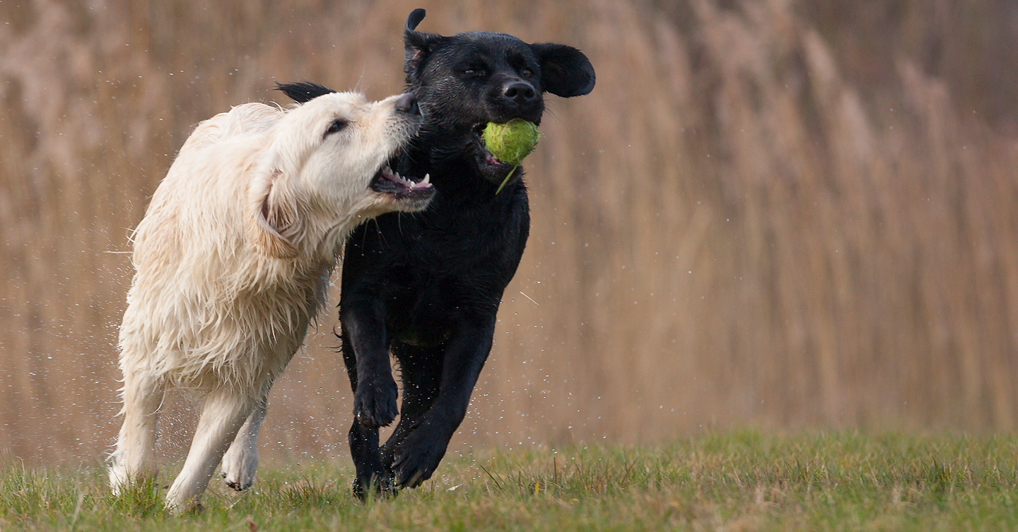 UPSer_saves_dogs_desktop.jpg